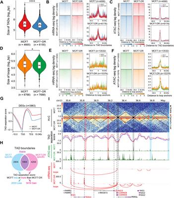 Reorganization of 3D chromatin architecture in doxorubicin-resistant breast cancer cells